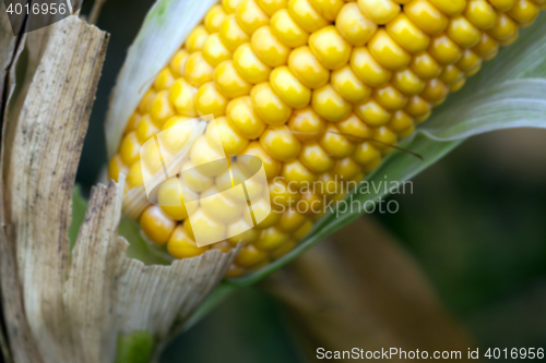 Image of mature corn crop