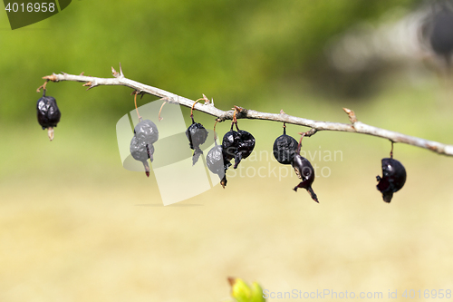 Image of dried berries harvest