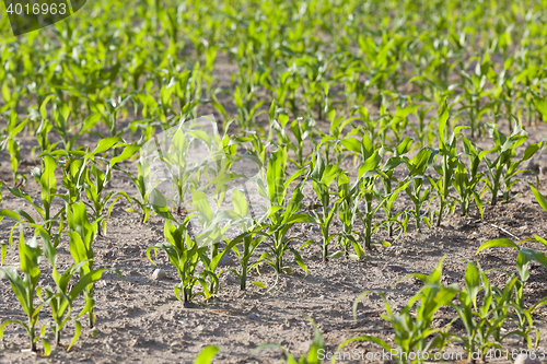 Image of Corn field, summer