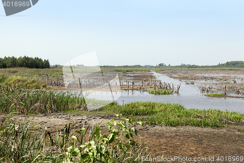 Image of swamp, the end of summer