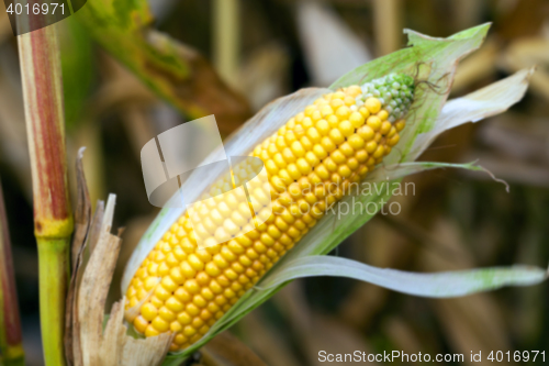 Image of field with mature corn