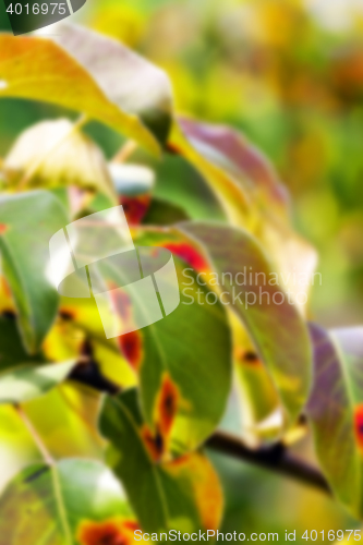 Image of pear foliage in autumn