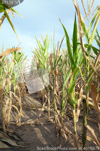 Image of Green immature corn