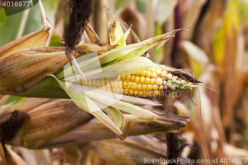 Image of field with mature corn
