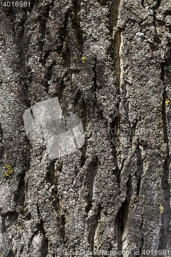 Image of tree bark, close-up