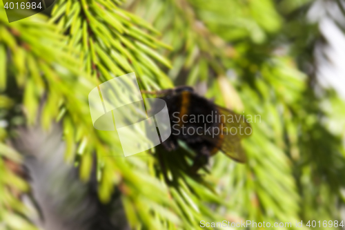 Image of green fir tree close-up