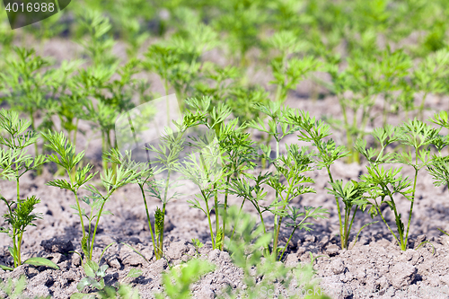 Image of Field with carrot