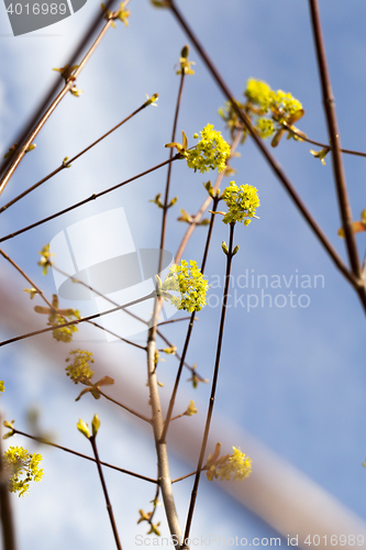 Image of flowering maple, close up