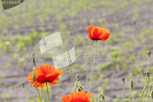 Image of blooming red poppies