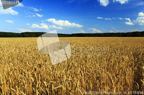 Image of out wheat cleaning