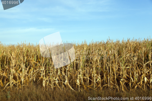 Image of Green immature corn