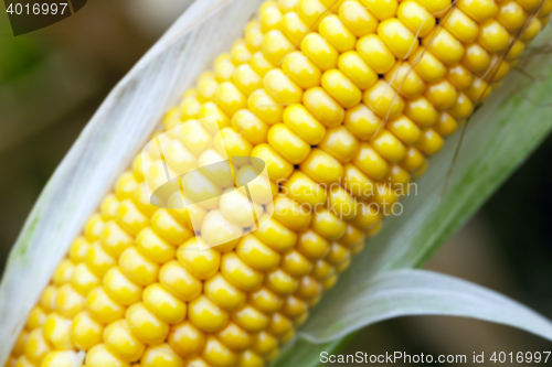 Image of ripe corn, autumn