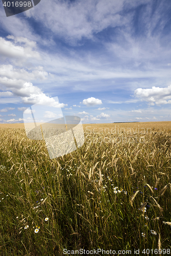 Image of wildflowers in ripe rye