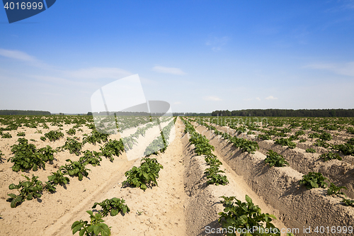 Image of Potatoes in the field