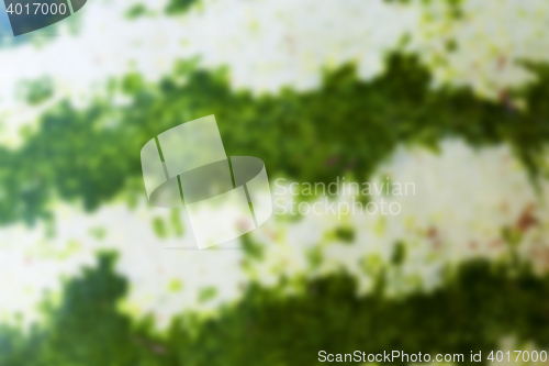 Image of green watermelon, defocus