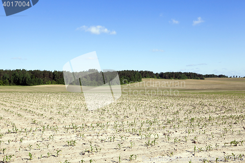 Image of Corn field, summer