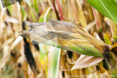 Image of field with mature corn