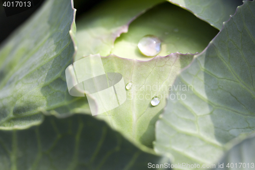 Image of green cabbage after the rain