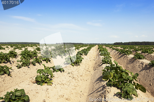 Image of Potatoes in the field