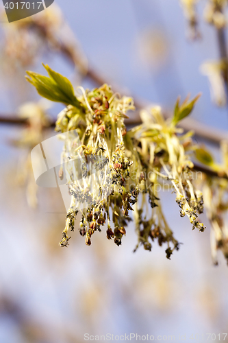 Image of flowering maple, close up