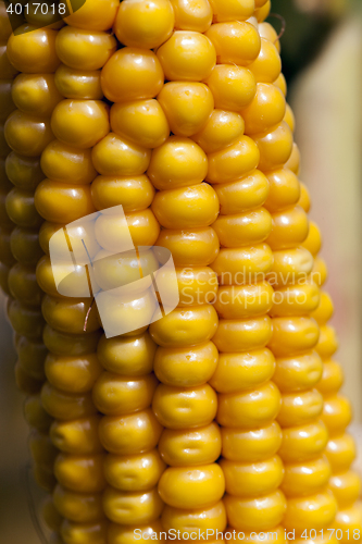 Image of ripe corn, autumn