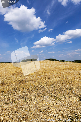 Image of harvest of cereals