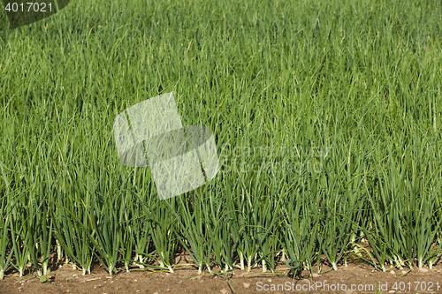 Image of sprouts green onions