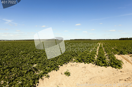 Image of Field with potato