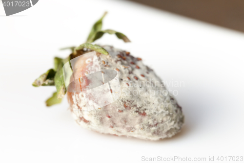 Image of Strawberry with mold