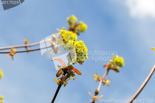 Image of flowering maple, close up