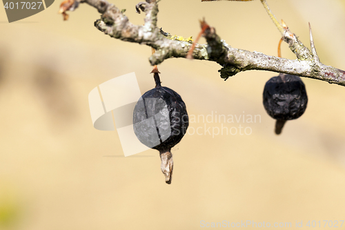 Image of dried berries harvest