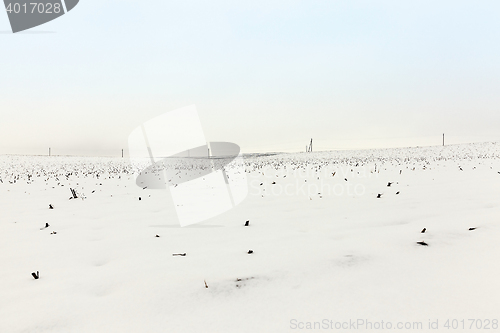 Image of agriculture field in winter