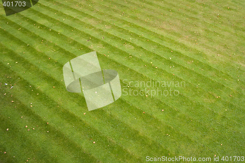 Image of Grass stripes