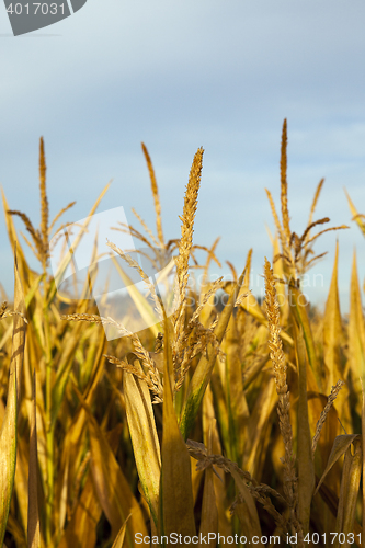 Image of Field with corn