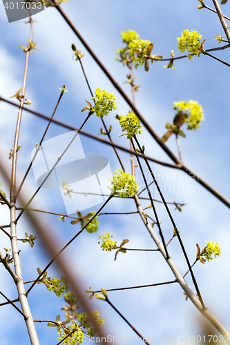 Image of flowering maple, close up