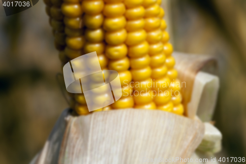 Image of ripe corn, autumn