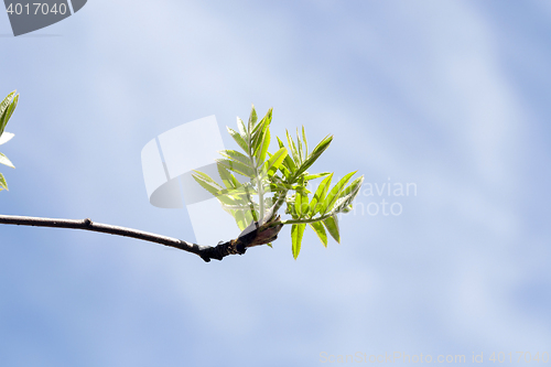 Image of spring branch of rowan