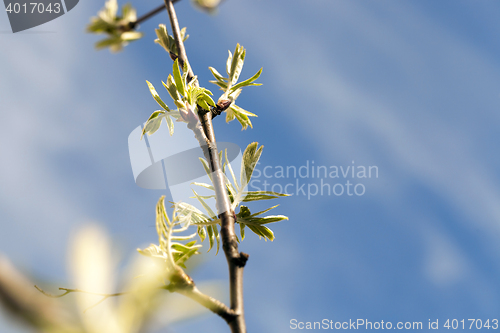 Image of spring branch of rowan