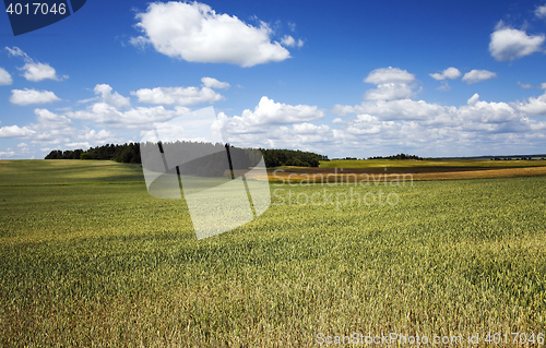 Image of green grass grows