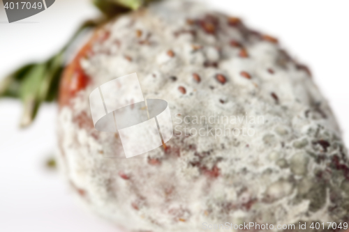 Image of Strawberry with mold