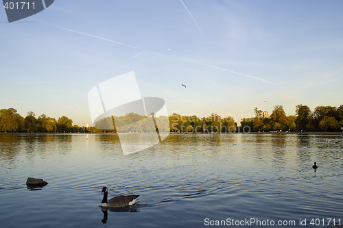 Image of Ducks in the lake