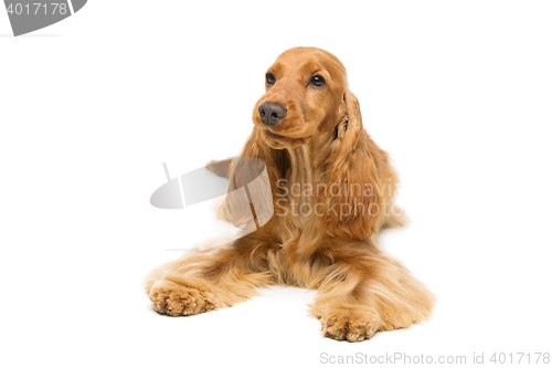 Image of Beautiful English Cocker Spaniel