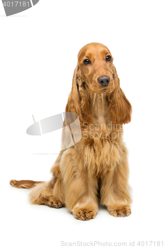 Image of Beautiful English Cocker Spaniel