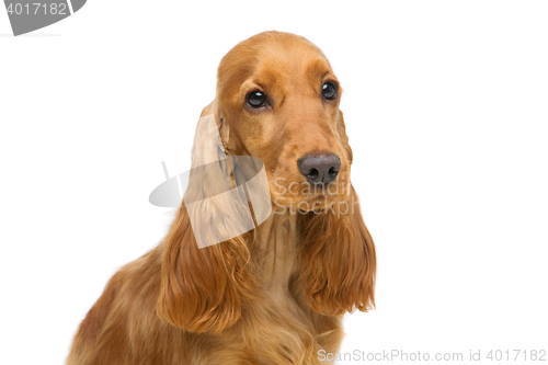 Image of Beautiful young cocker spaniel