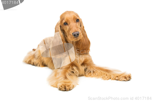 Image of Beautiful English Cocker Spaniel