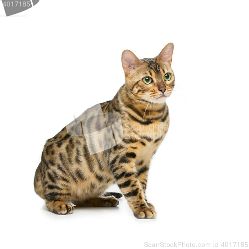 Image of Beautiful bengal cat