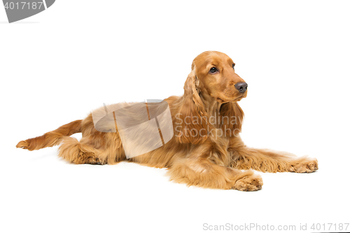 Image of Beautiful English Cocker Spaniel