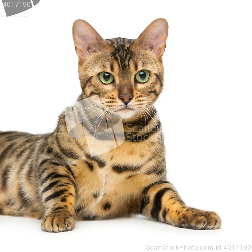 Image of Beautiful bengal cat