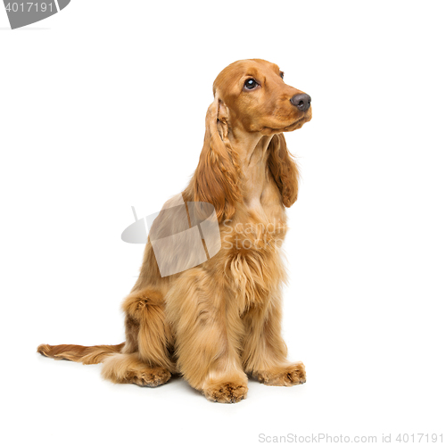 Image of Beautiful English Cocker Spaniel