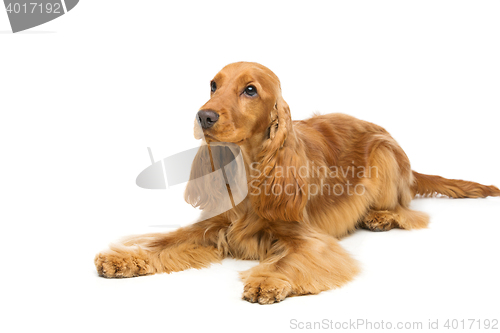 Image of Beautiful English Cocker Spaniel